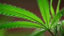 Analizan uso medicinal de la marihuana, falta visto bueno del colegio legislativo