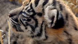 Cría de tigre de Sumatra nace en zoológico de Roma y crece esperanza para evitar extinción