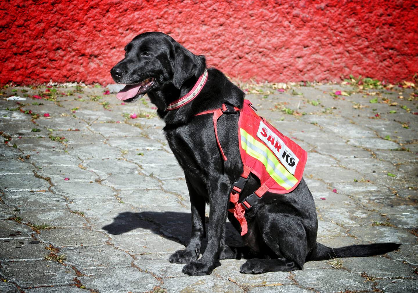 Los lomitos ayudarán en las labores de rescate. (Cruz Roja Mexicana)