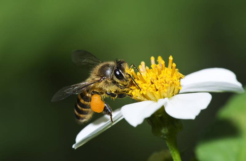 La población de abejas ha disminuido notablemente.