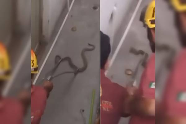 ¿Es la boa?, ¡no!, encuentran serpiente de cascabel dentro de una casa en Escobedo