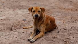 Crueldad animal no se detiene: causa indignación maltrato contra perros en San Luis Potosí