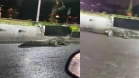 Tras fuertes lluvias, cocodrilo es captado caminando por carretera de Tabasco