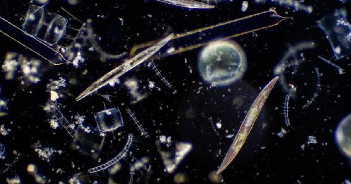Science.  – A metabolic ‘trick’ that makes phytoplankton resilient to warming – Publimetro México