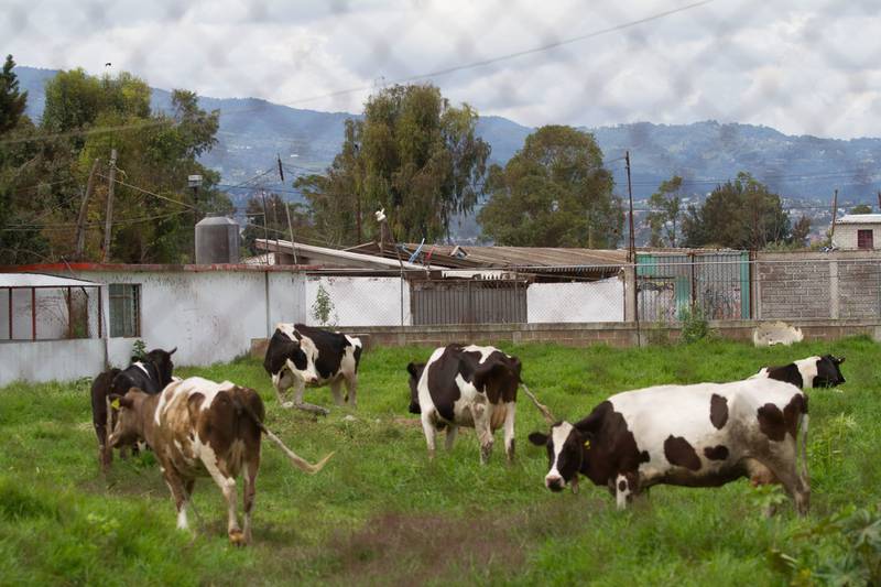 Sonora difunden carne de res importada desde Nicaragua