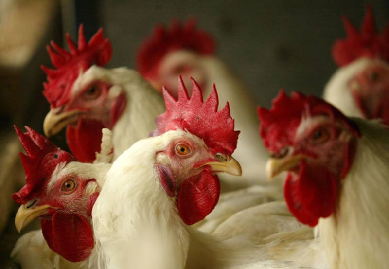 Registran primera muerte por gripe aviar en China.