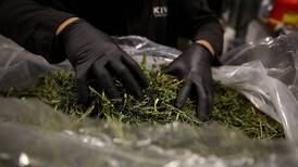 ¿La despenalización de la planta de la marihuana será un negocio o un derecho humano?