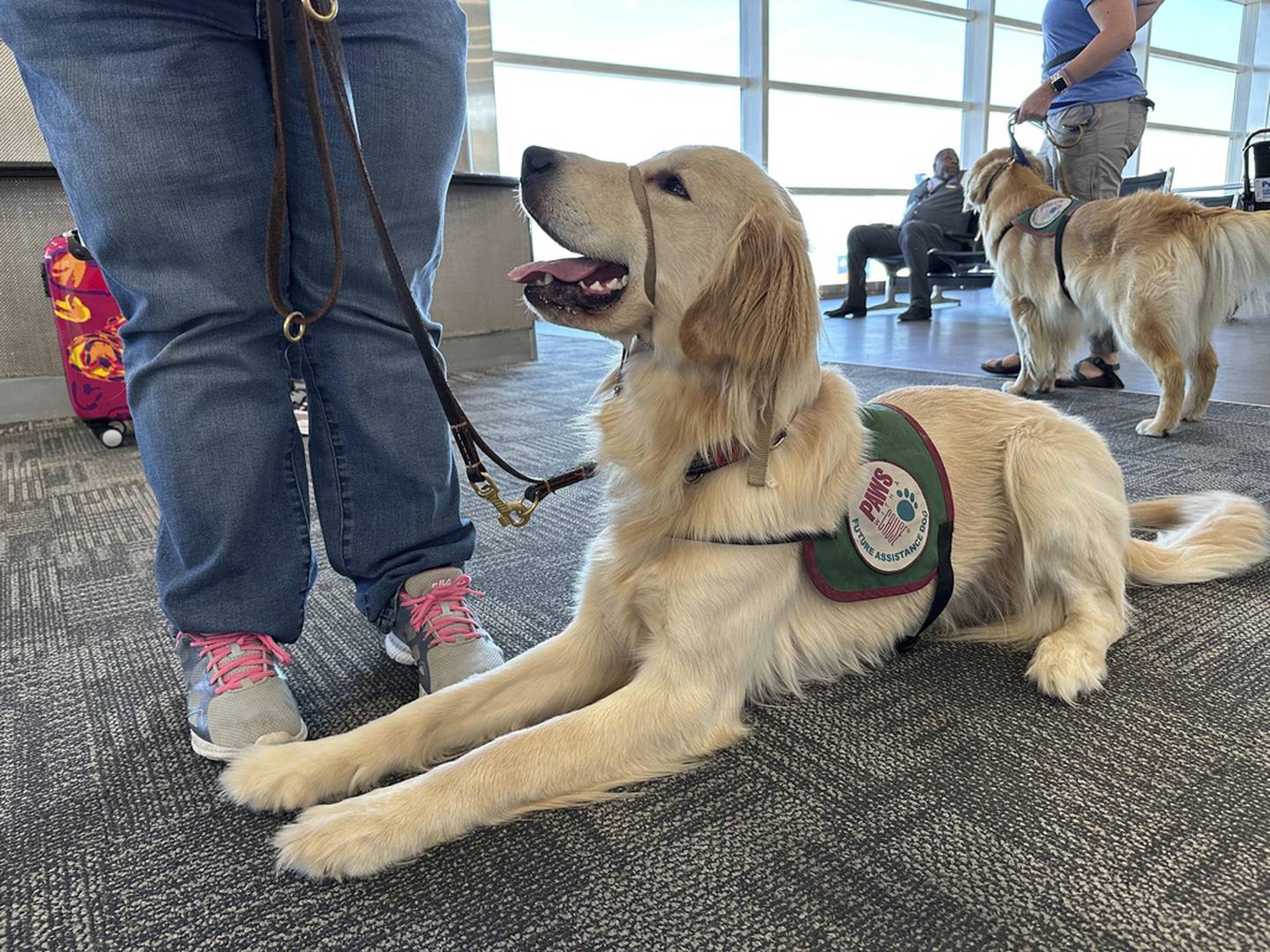 Cachorros entrenados para ser asistentes se ganan las alas en un aeropuerto cerca de Detroit