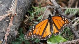 Mariposa monarca ‘pierde el amor’ por México, se va un mes antes