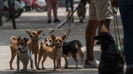 ¡Adopta! Por falta de una familia sacrifican a 16 mil perros y gatos en León