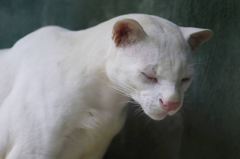 Ocelote albino, el resultado de la deforestación