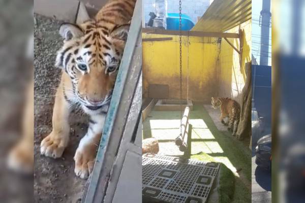 Encuentran un lindo “gatito”, catean domicilio y hallan droga y un tigre