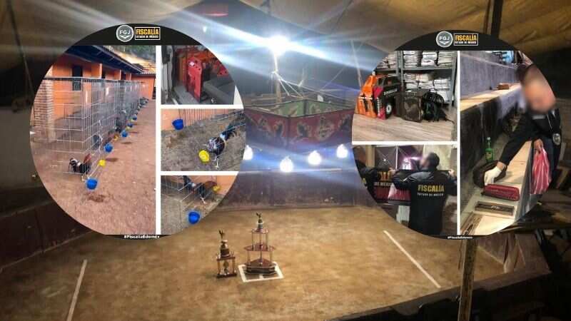 Operativo en Naucalpan rescata a gallos usados en peleas clandestinas