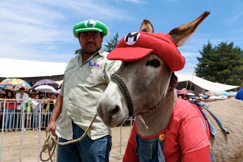 Concurso nacional de burros adornados en Otumba