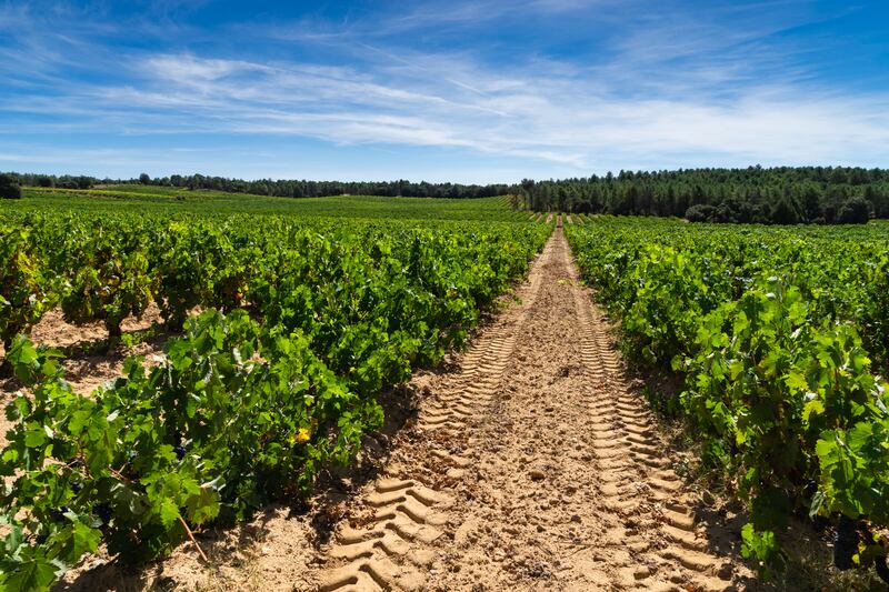 Bodegas Cepa 21