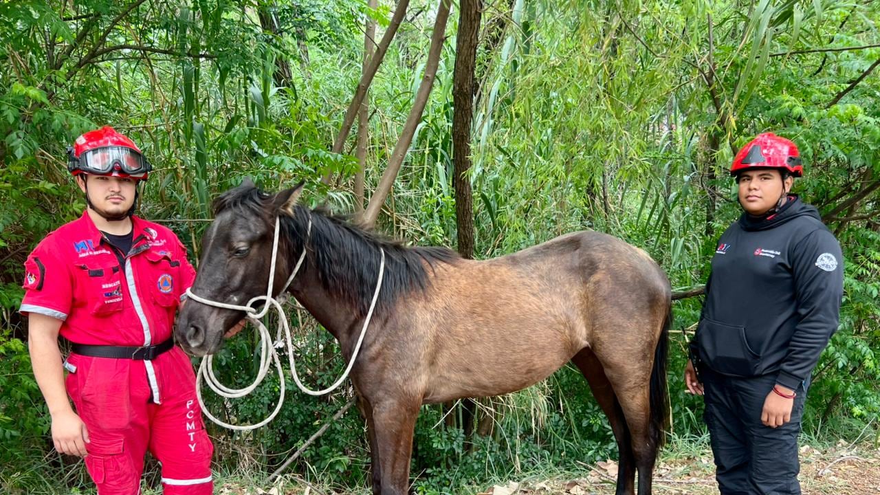 El caballo fue rescatado sano y salvo y devuelto su propietario.