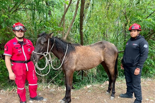Rescate de equino en el sur de Monterrey: Protección Civil evita tragedia vial