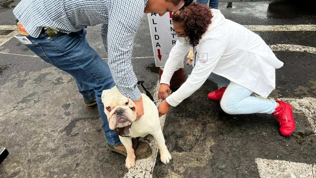Vacunación de perros y gatos