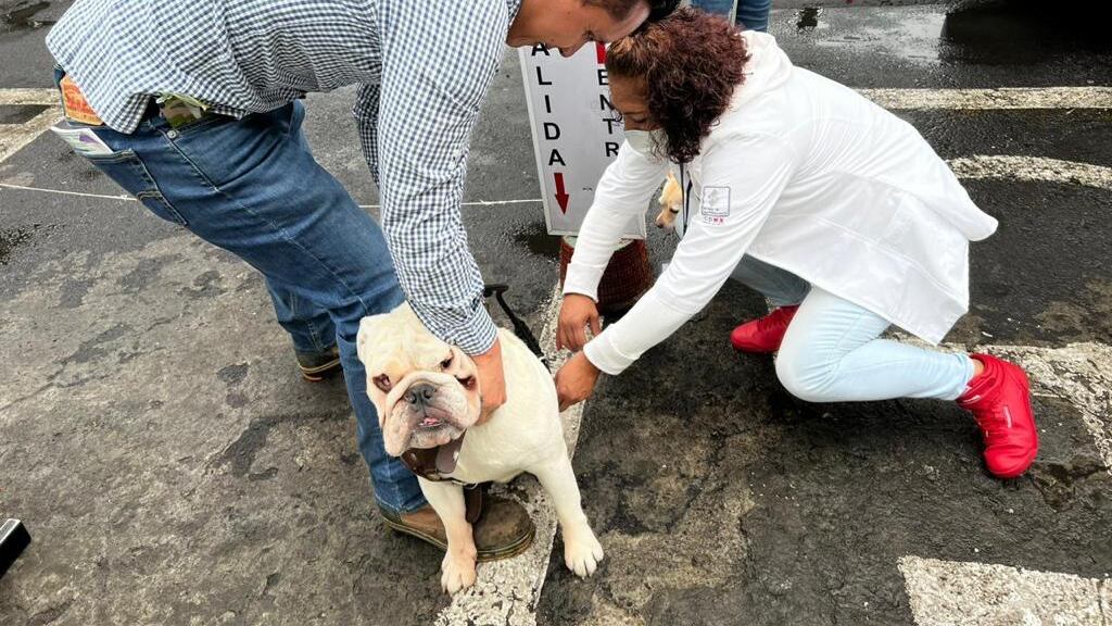 Vacunación de perros y gatos