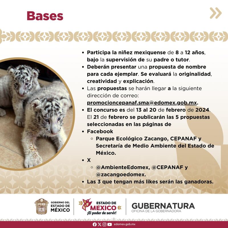 Buscan nombre para crías hembras de tigre blanco en Edomex; consulta aquí la dinámica