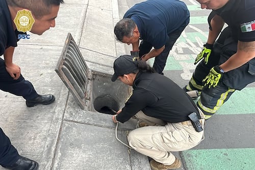 Rescatan y resguardan un reptil encontrado en coladera de la alcaldía Azcapotzalco