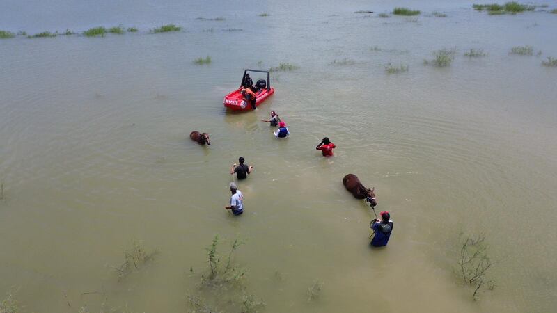 Protección Civil ejecutó el rescate de los caballos que estaban en un islote.