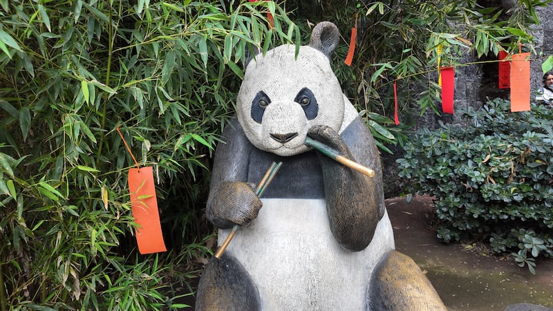 Video Xin Xin: Chapultepec celebra el cumpleaños 35 de la panda gigante más querida de México