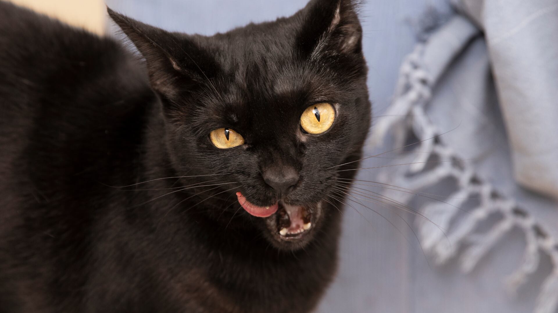 El tercer fin de semana estará marcado por malas noticias para algunos animales del horóscopo chino