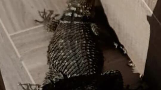 El reptil fue puesto bajo la protección de la Profepa.