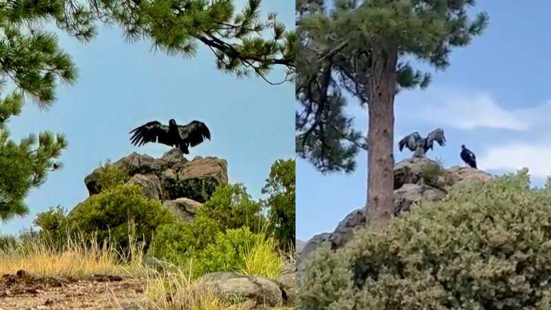 Liberan a dos cóndores en Sierra de San Pedro Mártir, Baja California