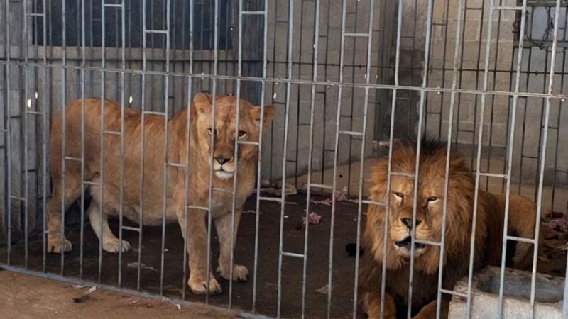Leones son rescatados de vivienda en Puebla y llevados a zoológico