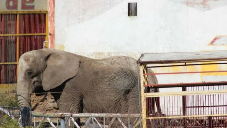 Elefanta-Annie-fue-rescatada-del-predio-donde-estaba-abandonada-en-Jalisco
