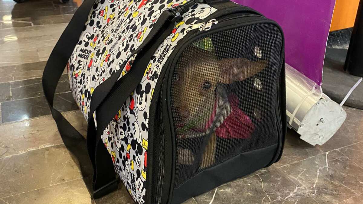 La perrita Chihuahua es muy tranquila y está bien cuidada.