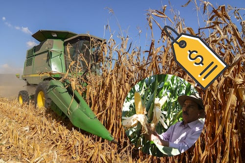 Maiceros podrán sumarán hasta 950 pesos por tonelada con apoyo estatal