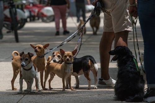 Buscan que el RUAC y fotos en redes sociales sirvan como prueba ante el MP por robo de mascotas en CDMX
