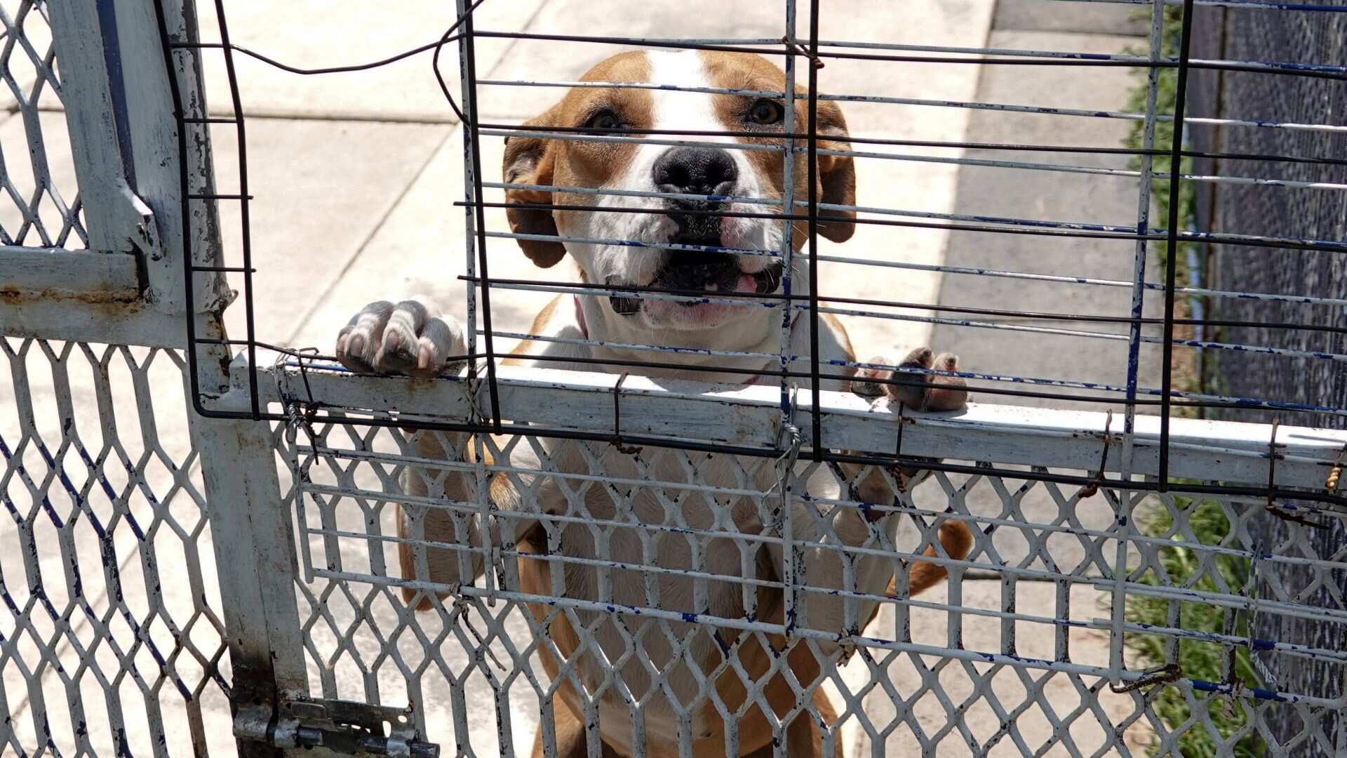 ¿Cómo puedo adoptar un perrito rescatado por la Brigada de Vigilancia Animal?