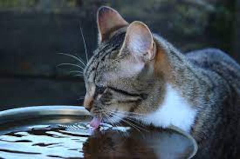 gato bebiendo agua