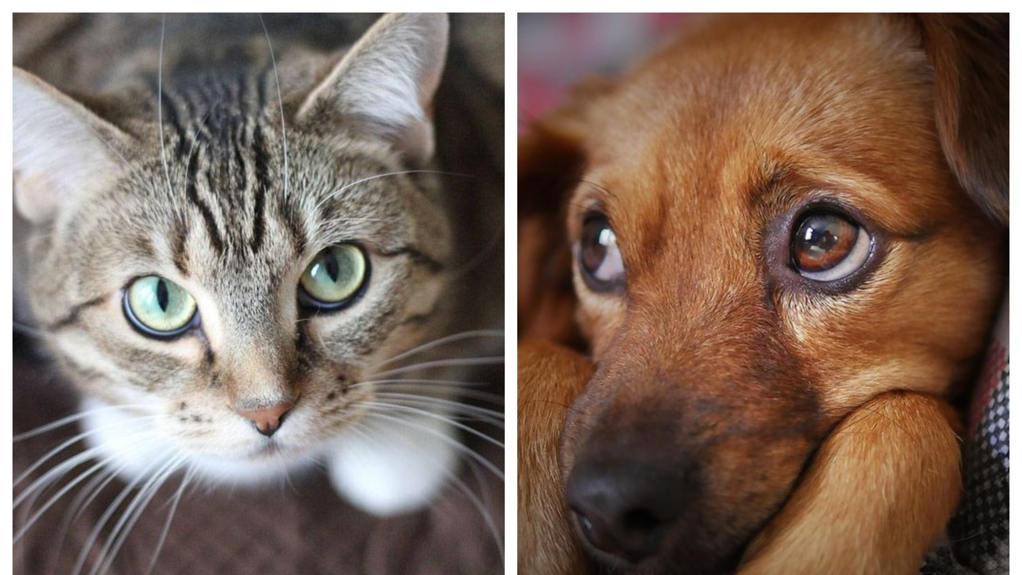 Día de la Independencia: Cómo cuidar a perros y gatos de la pirotecnia