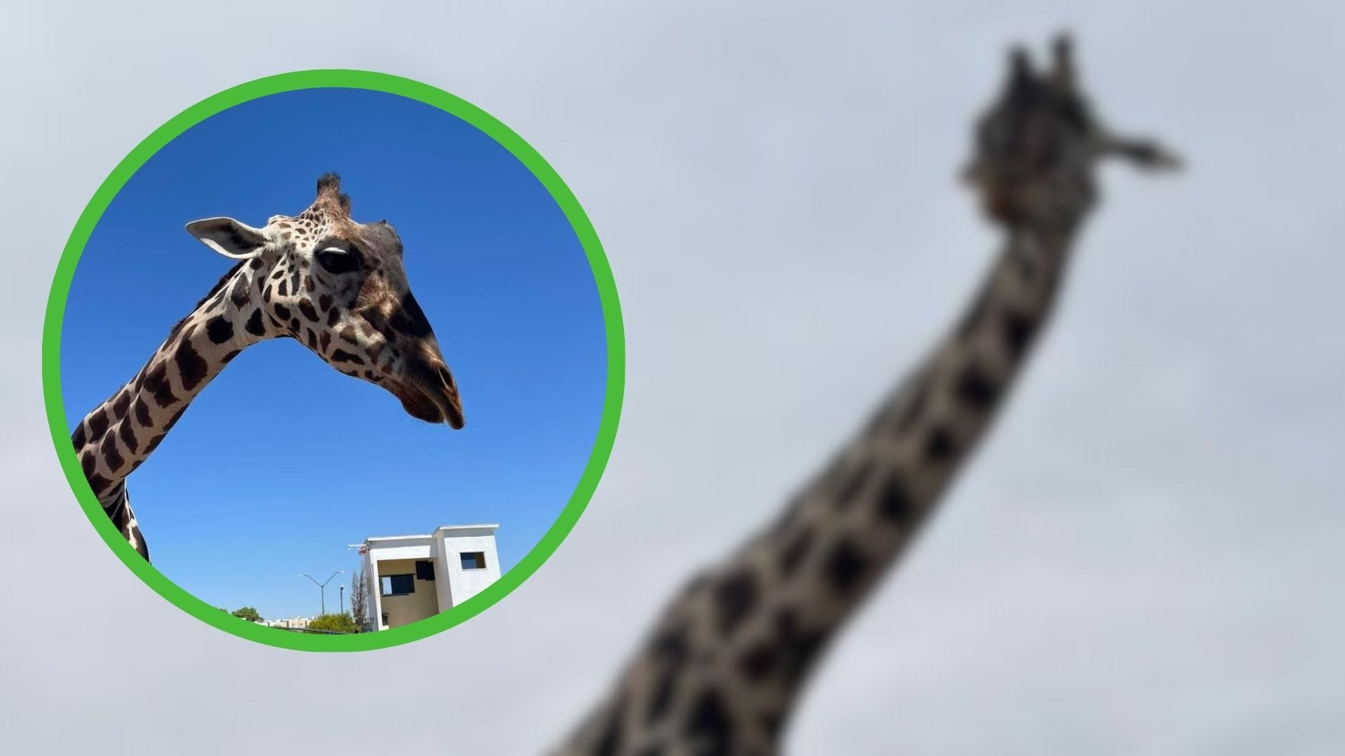 Representantes del Parque Central tienen tres días para demostrar que sus instalaciones son aptas para la permanencia de "Benito".