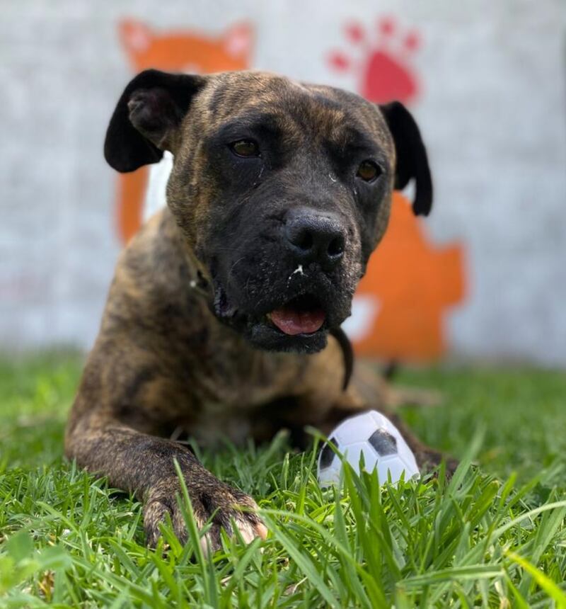 Perro en adopción