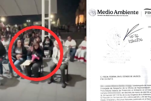 Profepa investiga posesión ilegal de mono araña; ¿pertenece a la regidora de Ocotlán?