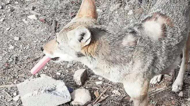 El Coyote fue fotografiado con una salchicha en el hocico y en el lugar se encontraron evidencias de que está siendo alimentado.