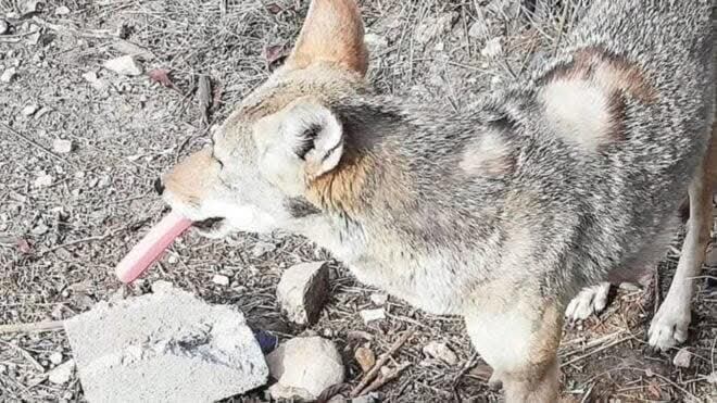 El Coyote fue fotografiado con una salchicha en el hocico y en el lugar se encontraron evidencias de que está siendo alimentado.