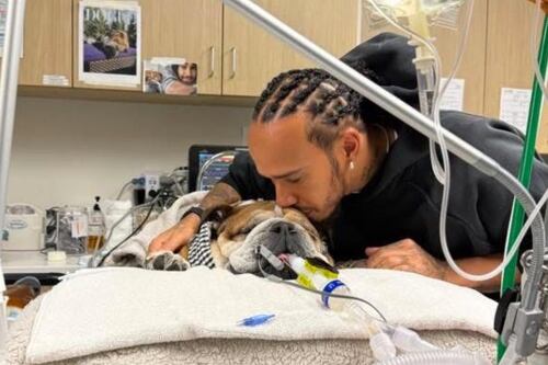Lewis Hamilton comparte desgarrador mensaje sobre el estado de salud de su perro