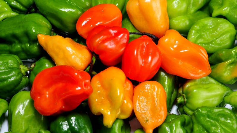 El habanero destaca por ser uno de los más picantes. (Dreamstime)