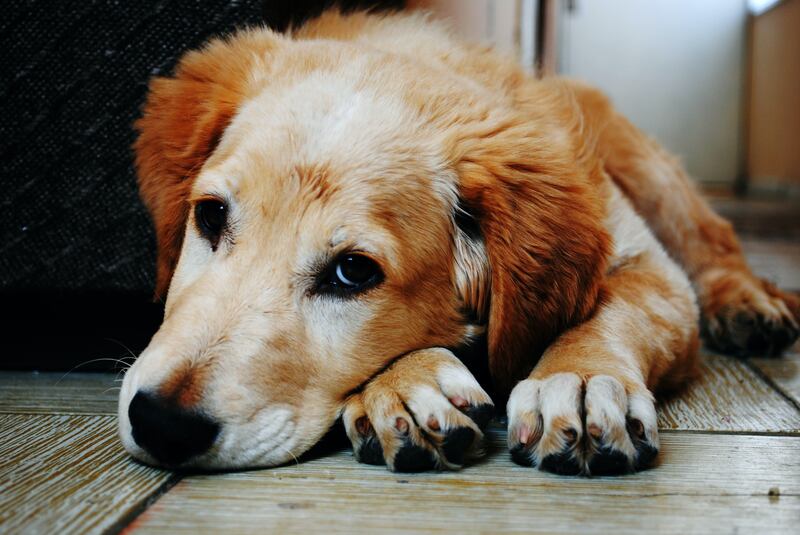 Perros y gatos pueden perder el sentido auditivo si son expuestos a ruidos fuertes.