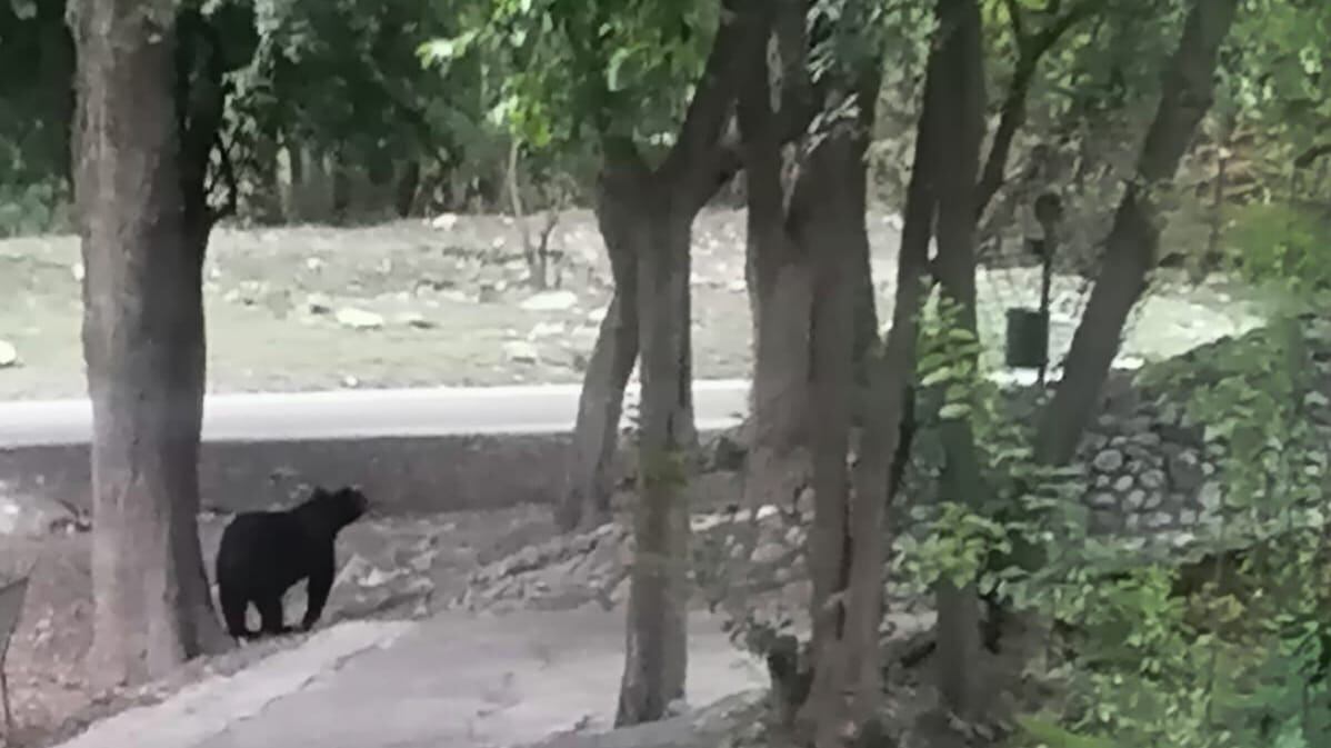 El animal deambulaba tranquilamente, sin embargo, Protección Civil llegó al área para maniobrar con el animal de gran tamaño.