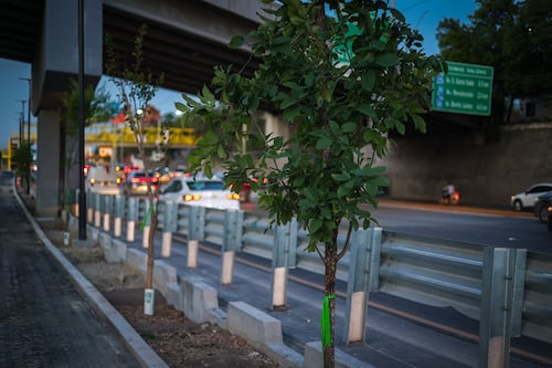 Con arborización en Avenida Morones Prieto construyen nueva visión ambiental para NL