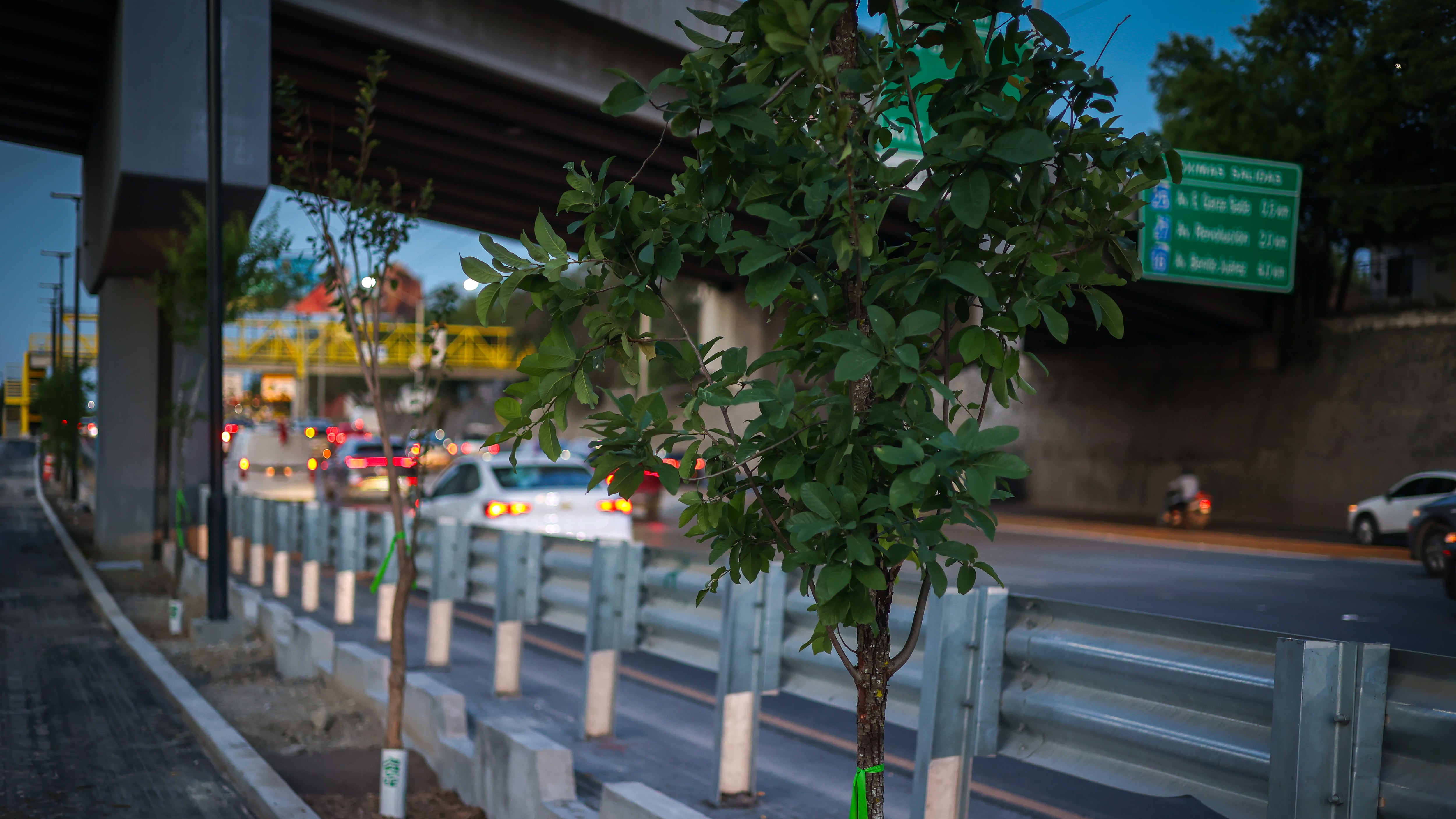 Los árboles fueron plantados a la altura de la colonia Nuevo Repueblo.