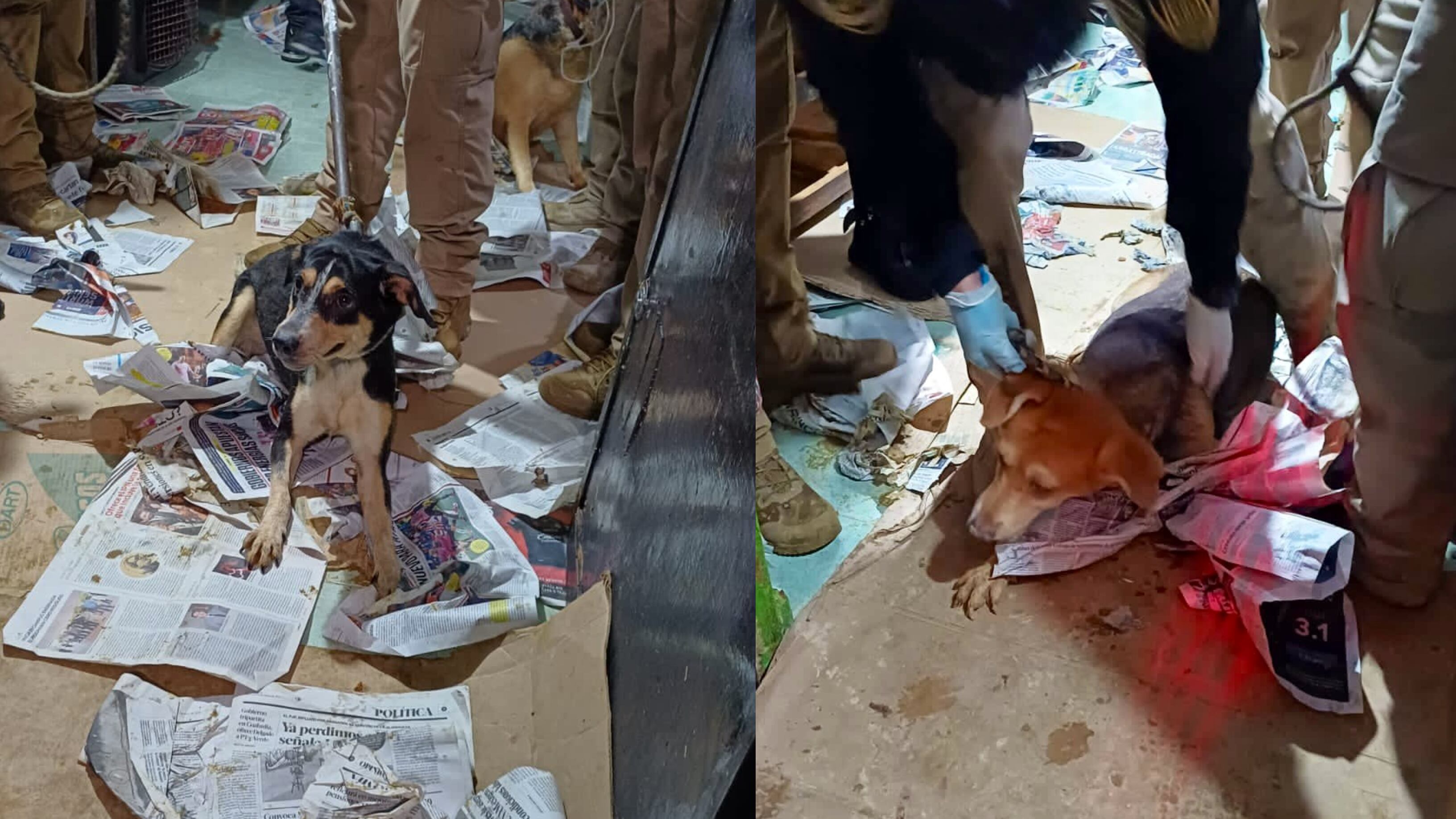 Fueron rescatados y evaluarán su estado de salud. (Brigada de Vigilancia Animal)